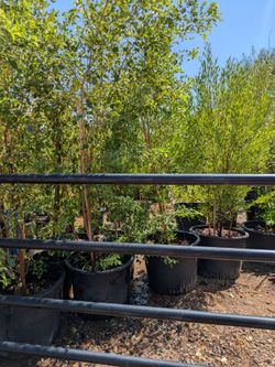 $150 green hopseeds 25gal