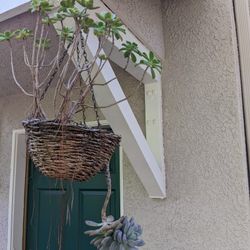 Hanging Succulent Plant