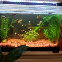 7 Gallon Tank