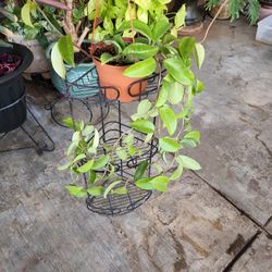 Hoya Wax Plant Blooming