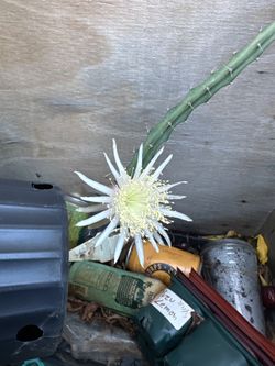Harrisia vining cactus 1 gallon
