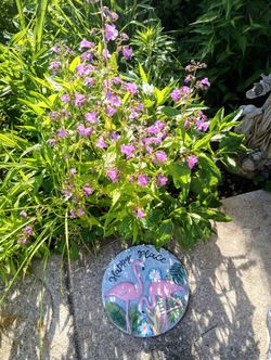 Lovely Bearded Tongue Perennial Plants