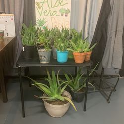 ALOE VERA SABILA