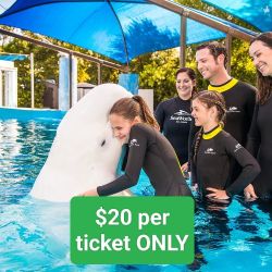Sea World Tickets, SeaWorld San Diego Tickets,  Summer 🏝️🌞 Deal For Families 