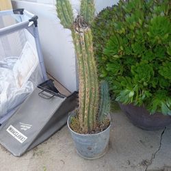 Catus Plant 