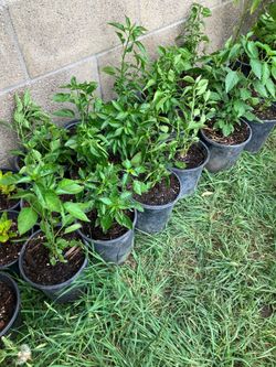 Chiltepin pepper plant