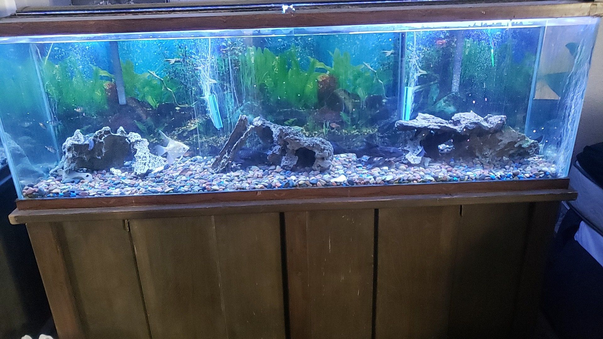 Fish tank 200 gallon for Sale in Upland, CA OfferUp