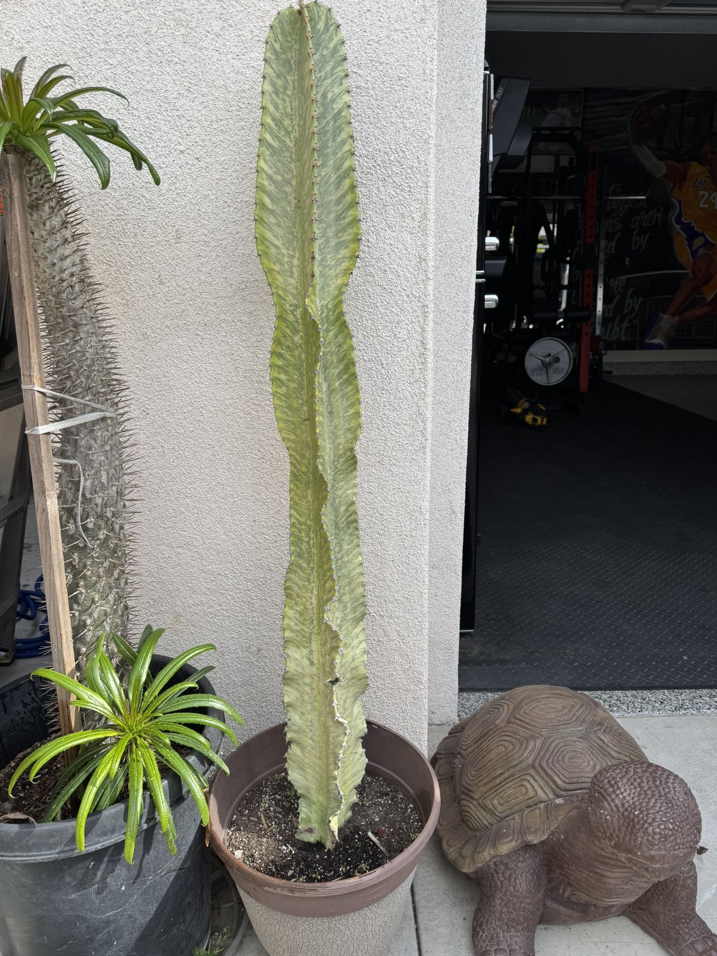 Variegated African Candelabra Cactus Plant