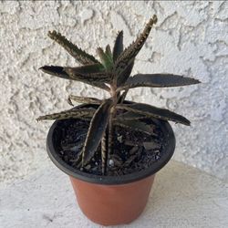 3 Inch Pot Succulent Plant - Mother Of Millions - Kalanchoe Daigremontiana - Established Plant - Drought Resistant - 🪴