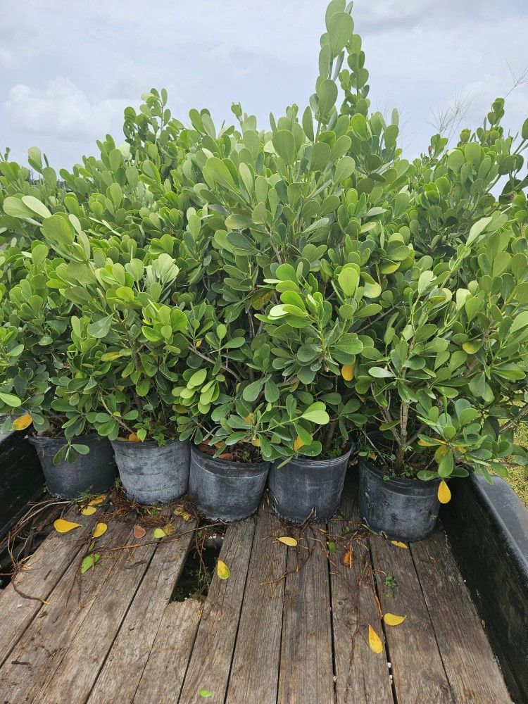 huge clusias $45 week special