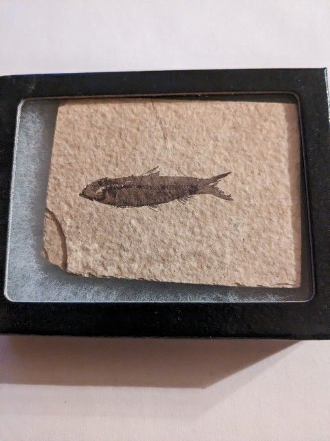 Fossil Fish