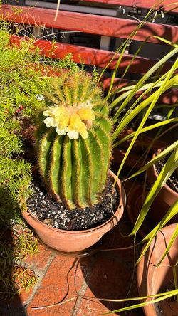 Parodia Magnifica cactus 🌵