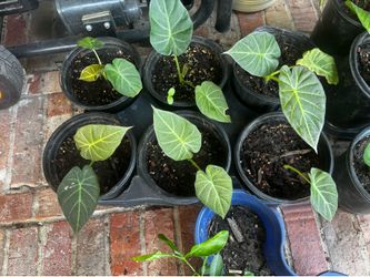 Regal shield alocasia babies