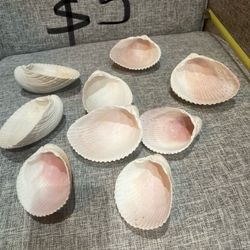 🟢AVAILABLE 🟢 Lot Of Shells, Fish Tank Decorations