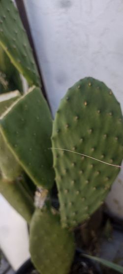 Maceta de Nopales