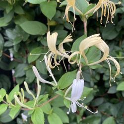 Honey Suckle Jasmine Plant 🪴 