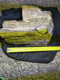 Petrified wood