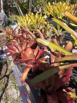 Loots At Bromeliads Full Sun