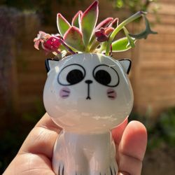 Succulent In Cat Planter 