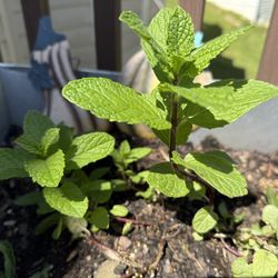 Live Organic Mint Plant 