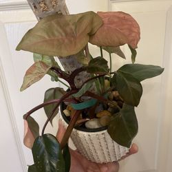 3 in One | Pink Princess, Syngonium “Confetti” & Syngonium “Neon” | On Moss Pole