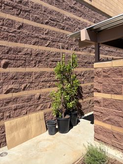 Ficus microcarpa/ Indian laurel trees
