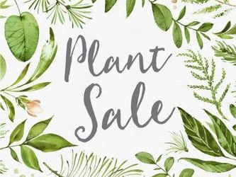 Plants In Planters