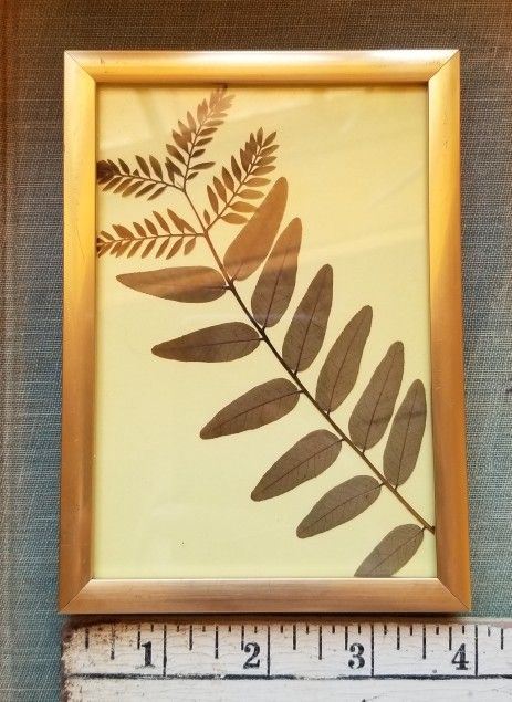 4 By 6 Framed Plant Print