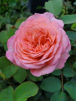 š¹ SunbeltĀ® Savanna Rose ā 5 Gallon ā SUPER BLOOM!