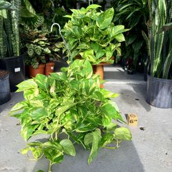 6.5” Pothos Patricio Full $49.99💛💛💛