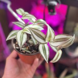 Tradescantia Zebrina 