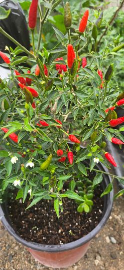 Black Cobra Pepper  Plant