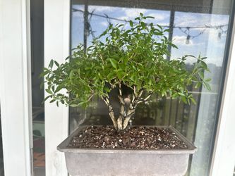 Bonsai Serissa 