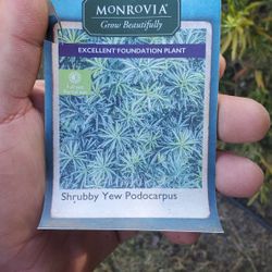 Shrubby Yew Podocarpus 