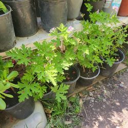Citronella 