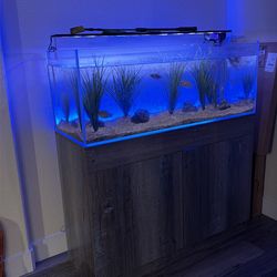 65 gallon aquarium