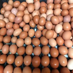 Farm Fresh Eggs 