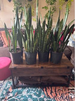 4 large snake plants