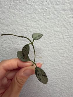 Hoya Lima silver cutting