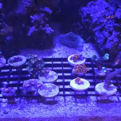 Reef Tank Fake Decorations