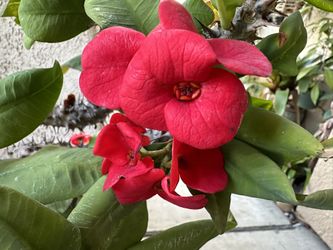 Crown Of Thorns Corona De Cristo