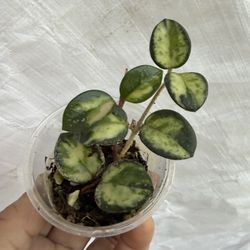 Variegated Hoya Mathilde W/2 Stems 