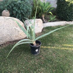 bonita Planta de Savila 