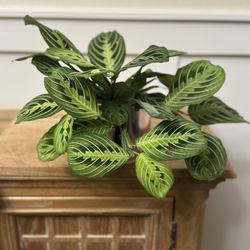 Hanging Lemon Lime Maranta Plant - 4” Pit 