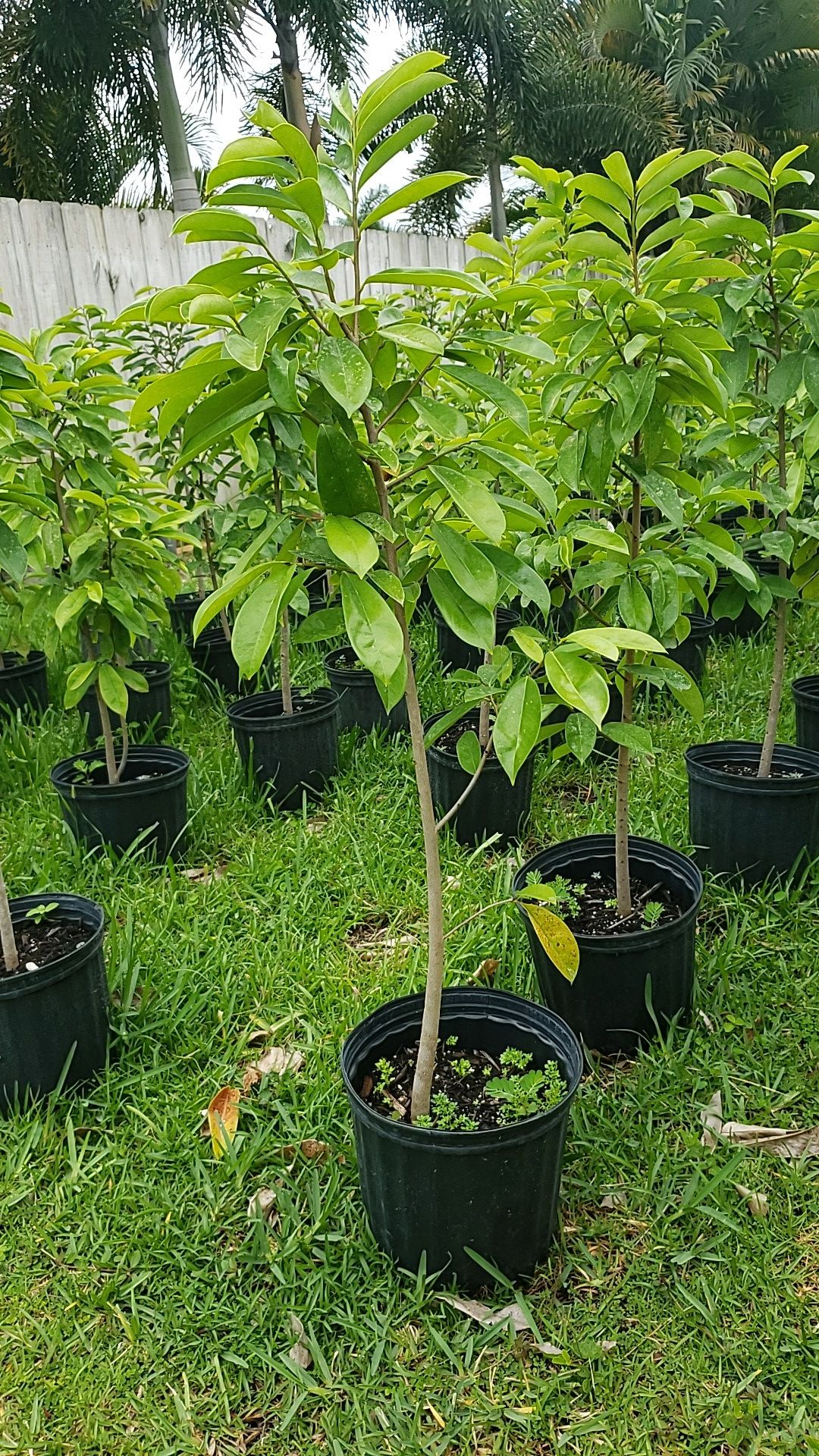 Soursop Trees for Sale in Port St. Lucie, FL OfferUp