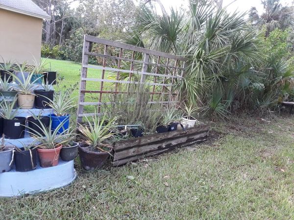 Various pineapple plants for Sale in Melbourne, FL OfferUp