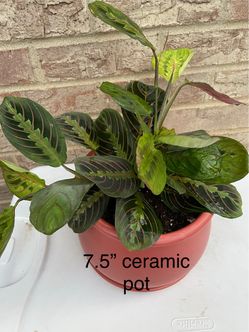 Thriving Red Prayer Plant in 7.5" Ceramic Pot