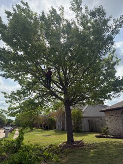 GOOD PRICES ON TREE 🌲