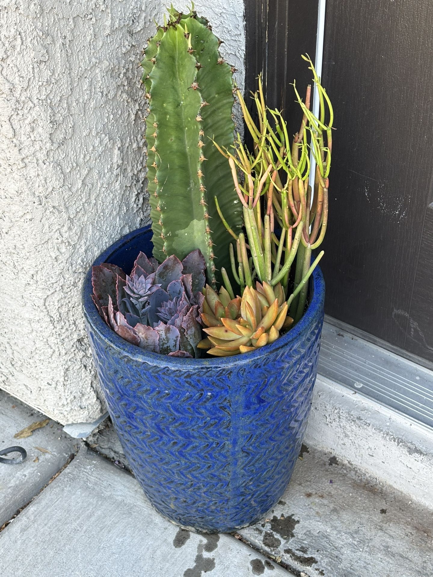Live Succulents Plants 🪴 