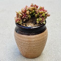 Succulents plants 🪴